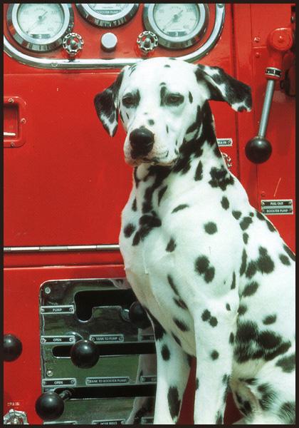 dalmatian firehouse dog coloring pages - photo #32
