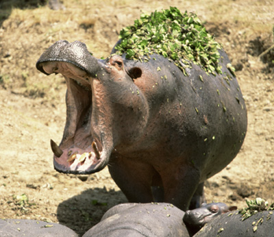 Hippopotamus Photos 